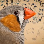 Singing in the brain: Baby birds’ chirps use different neural pathway